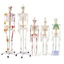 Squelette humain 1/80 cm