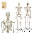 Squelette humain 85 cm